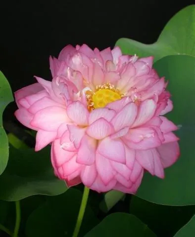 Celebration - Party Time Lotus (Bare Root)