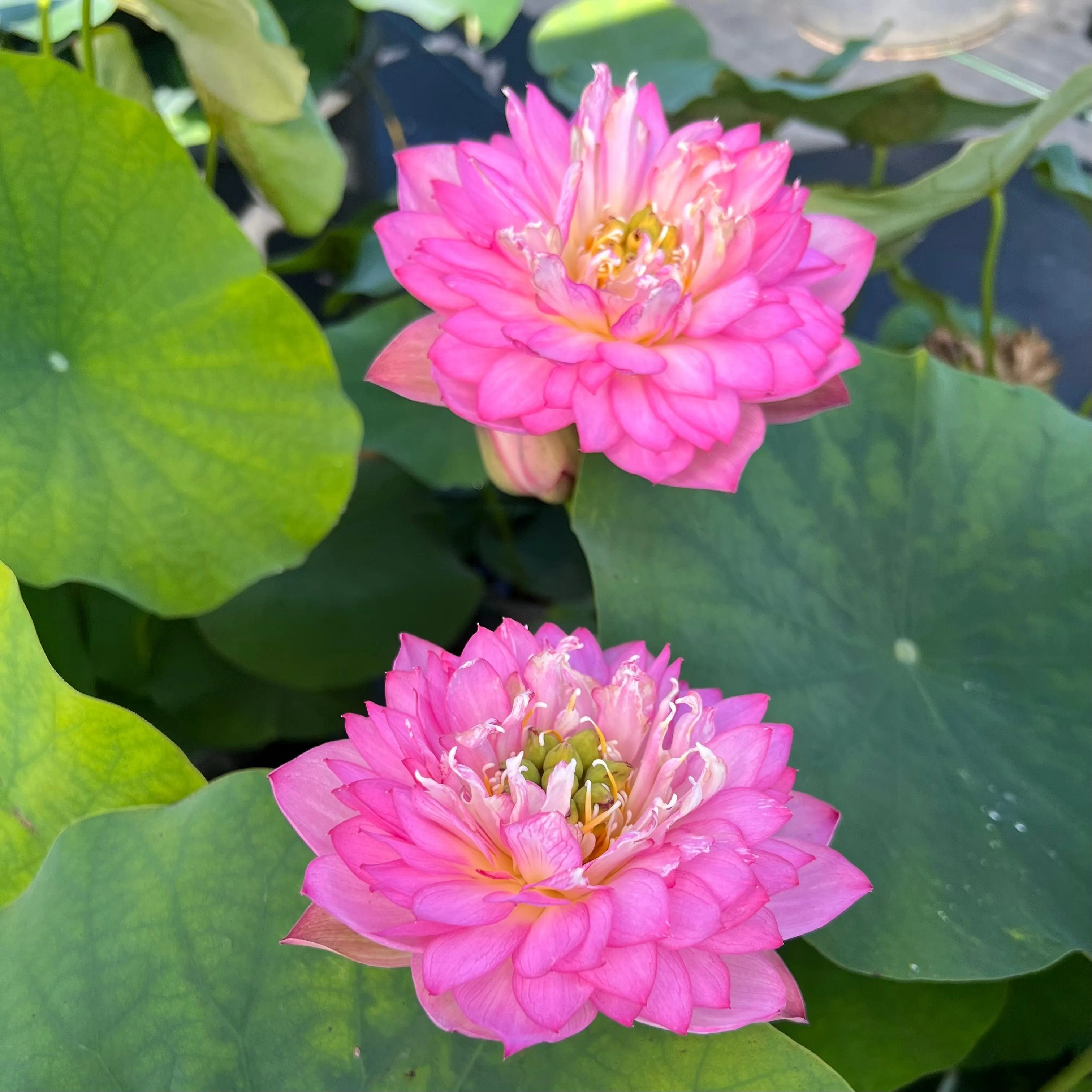 Celebration - Party Time Lotus (Bare Root)