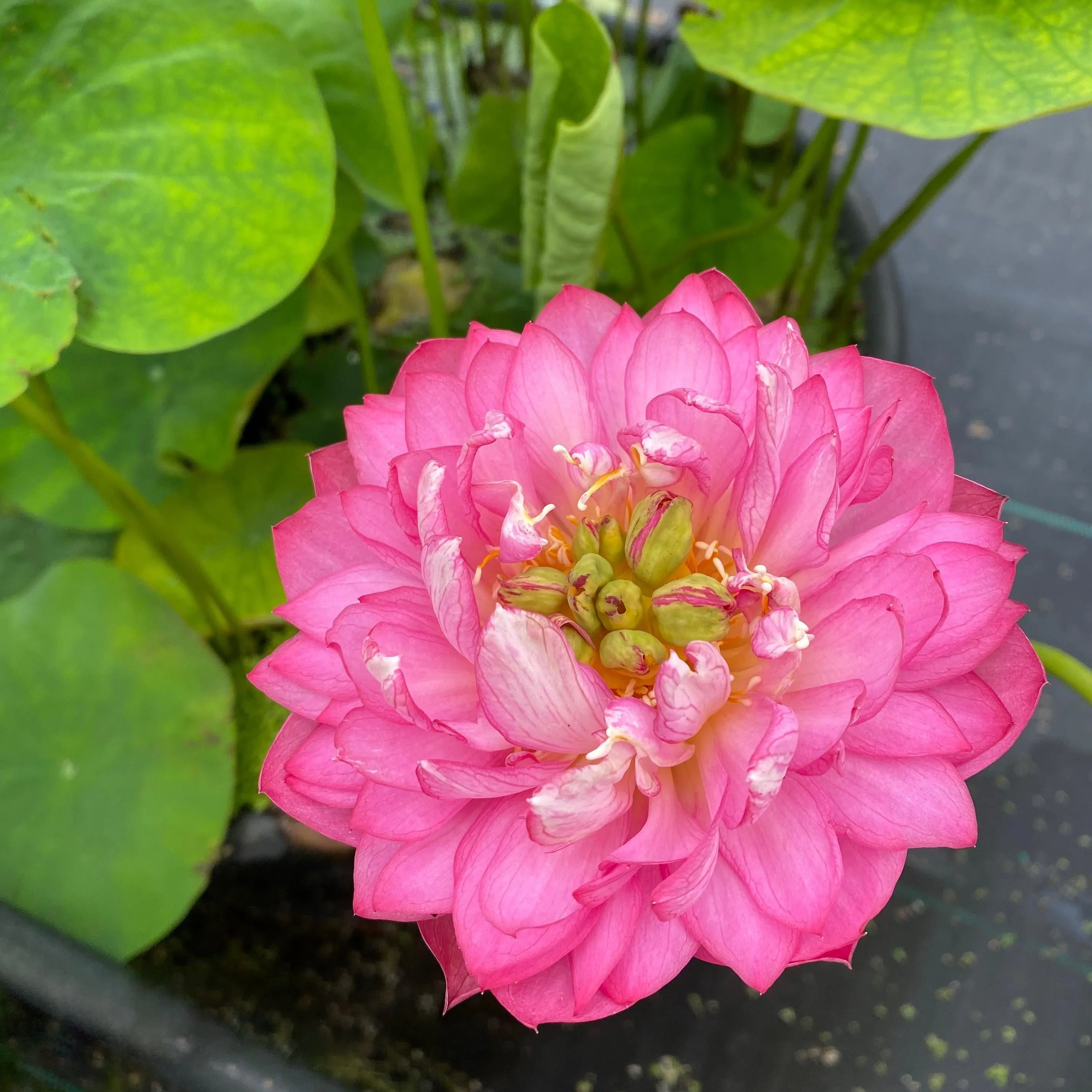 Celebration - Party Time Lotus (Bare Root)