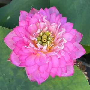 Celebration - Party Time Lotus (Bare Root)