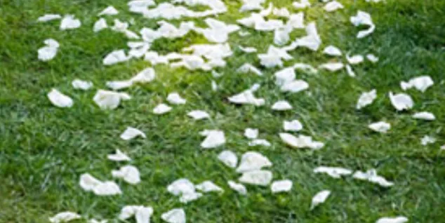 Petal Scatter