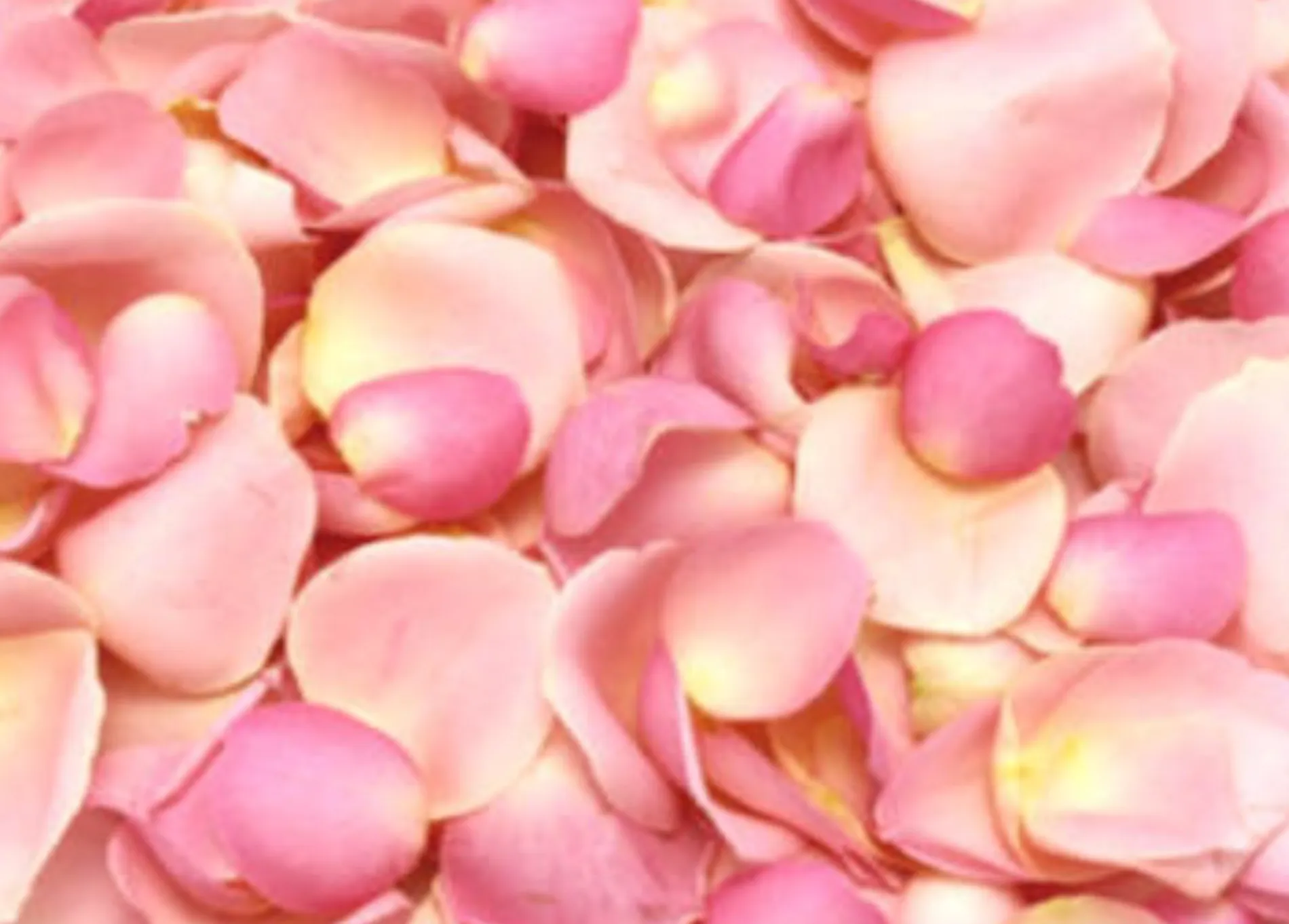 Petal Scatter