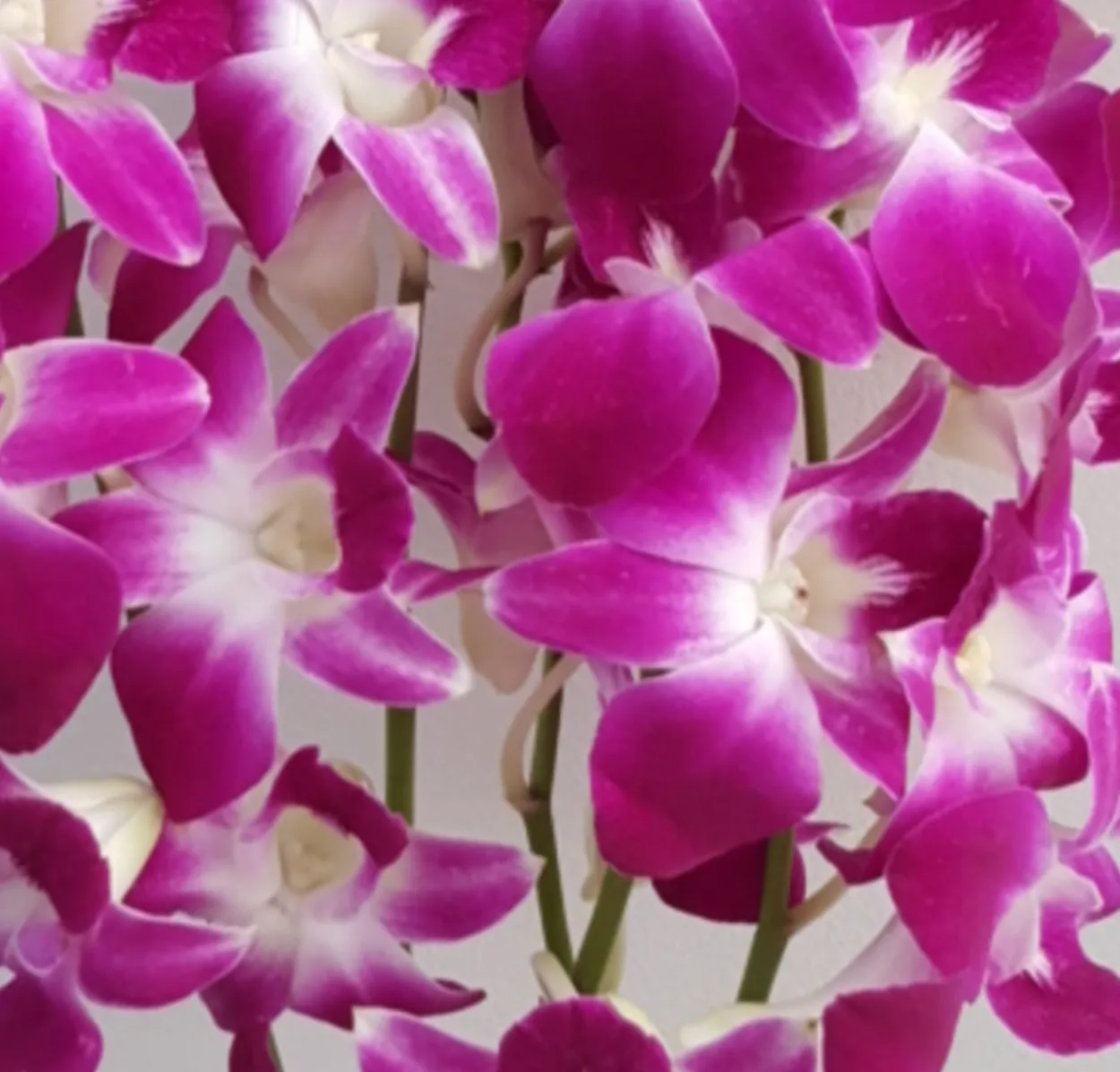 Petal Scatter