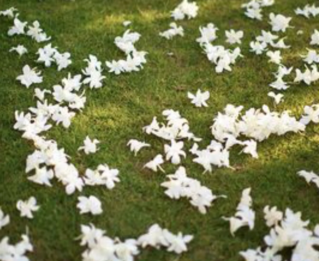 Petal Scatter
