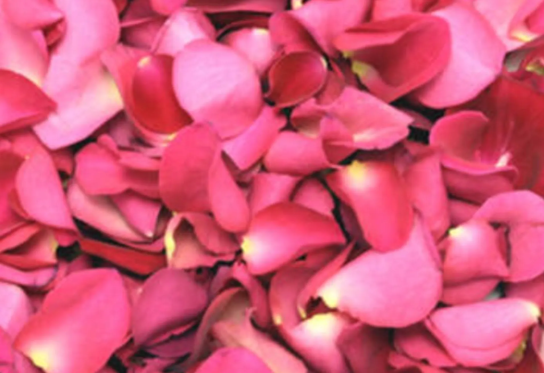 Petal Scatter