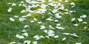 Petal Scatter