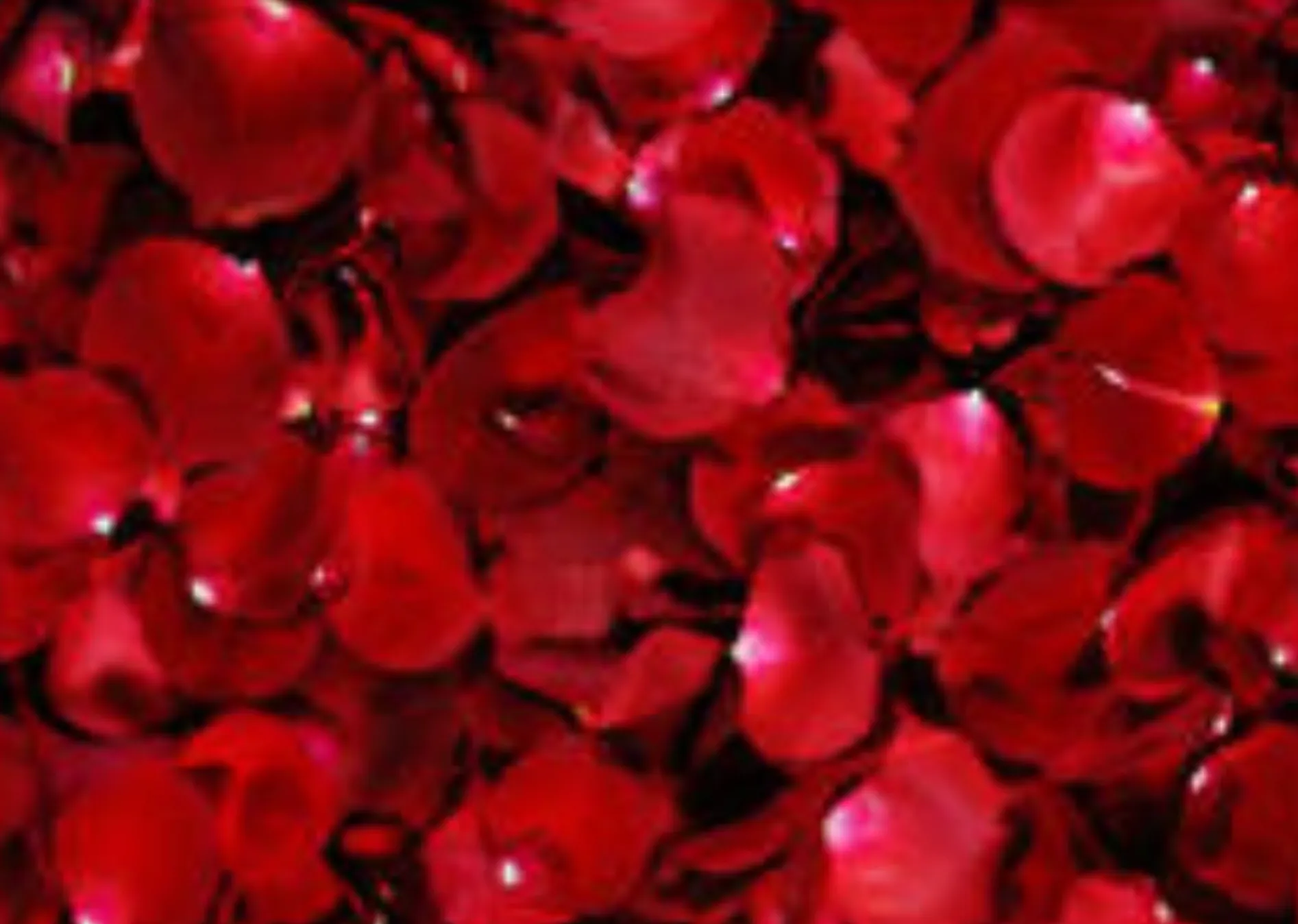 Petal Scatter